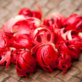 Nutmeg Flower