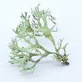 Oak Moss