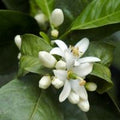 Orange Blossom
