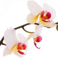 Orchid