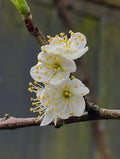 Pear Blossom