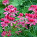 Pelargonium