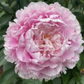 Peony