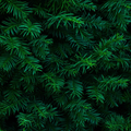 Pine Needles