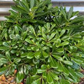 Pitosporum