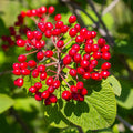 Red Berries