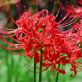 Red Spider Lily