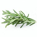 Rosemary