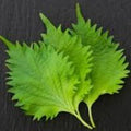 Shiso