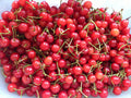 Sour Cherry