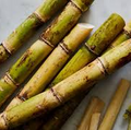  Sugar Cane