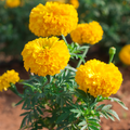 Tagetes