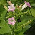 Tobacco Flower