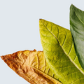 Tobacco Leaf