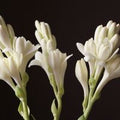 Tuberose