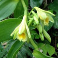 Vanilla