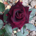 Velvety Rose