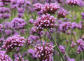 Vervain