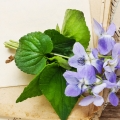 Violet Leaf