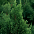 Virginian Cedar