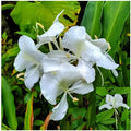 White Ginger Lily