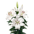 White Lily