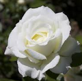 White Rose