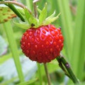 Wild Strawberry