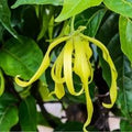 Ylang-Ylang