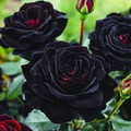 Black Rose