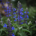 Blue Sage