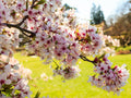 Cherry Blossom