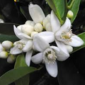 Orange Blossom Absolute