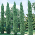 Italian Cypress
