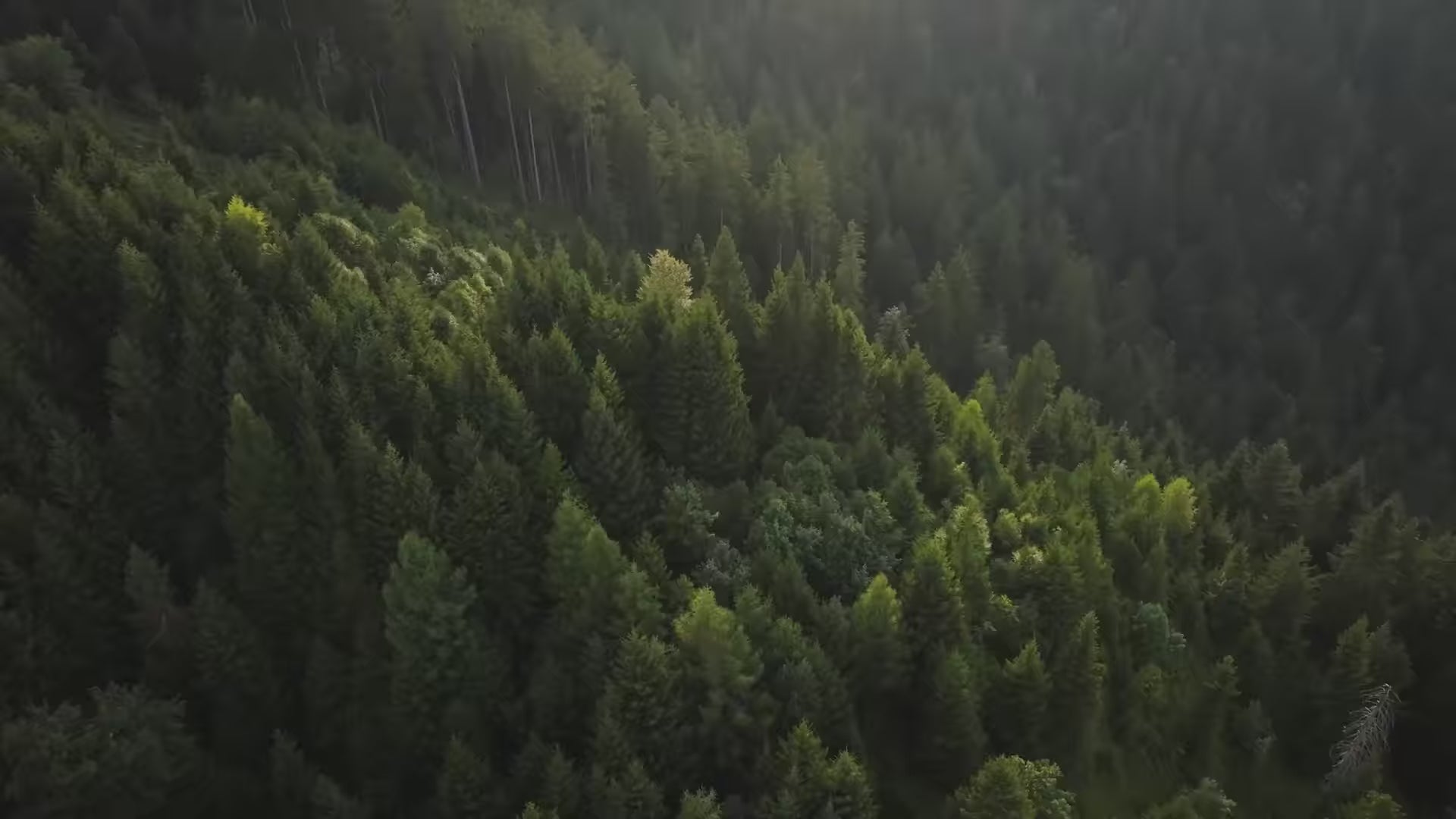 تحميل الفيديو: 