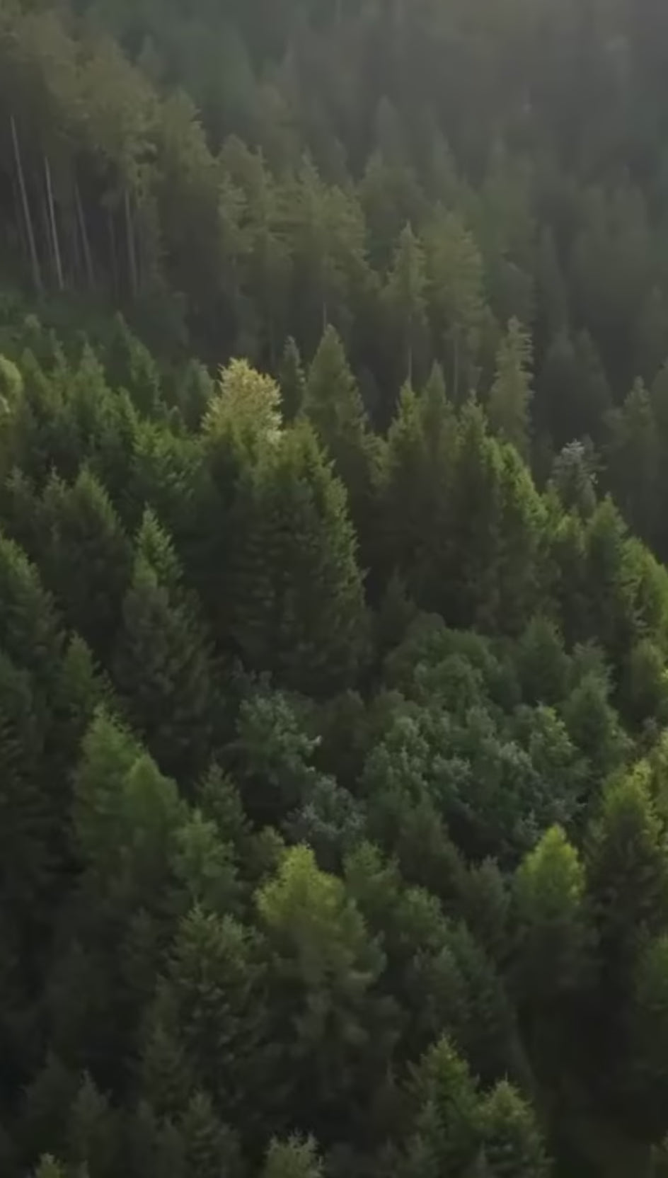 تحميل الفيديو: 