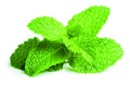 Spicy Mint