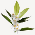 Tunisian Orange Blossom
